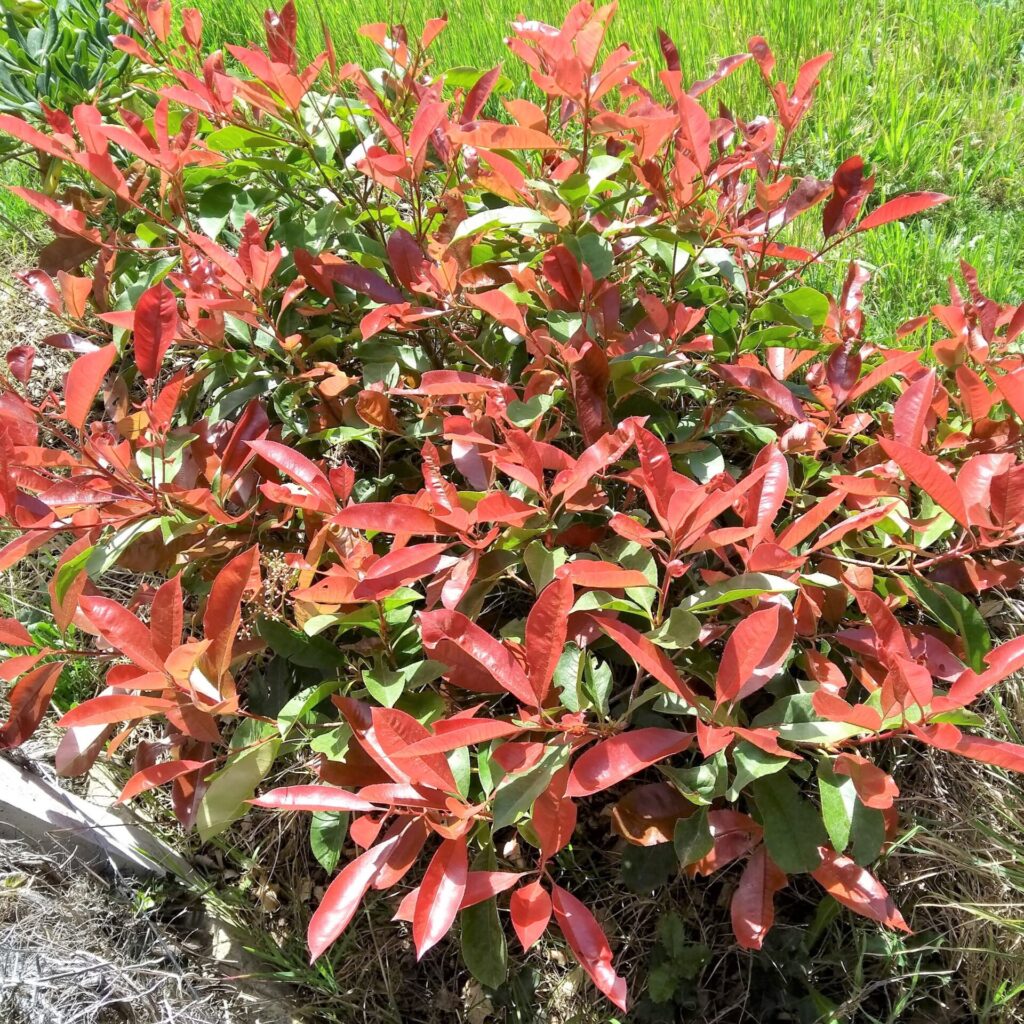 Korallberkenye (Photinia serrulata 'Red Robin')