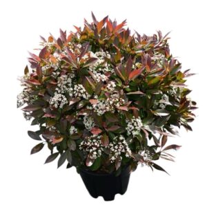 Korallberkenye (Photinia serrulata 'Red Robin')