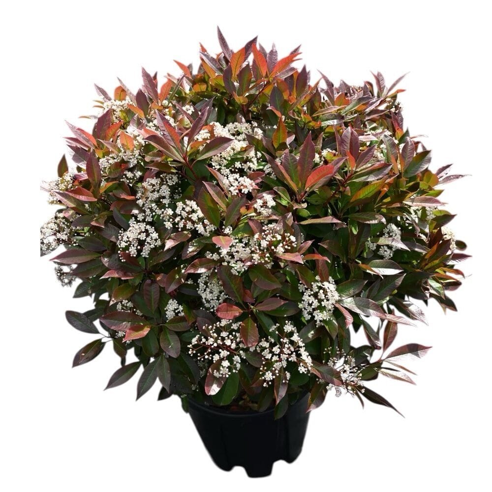 Korallberkenye (Photinia serrulata 'Red Robin')