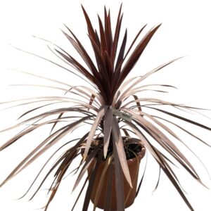 Kordilin (Cordyline australis 'Red Star')
