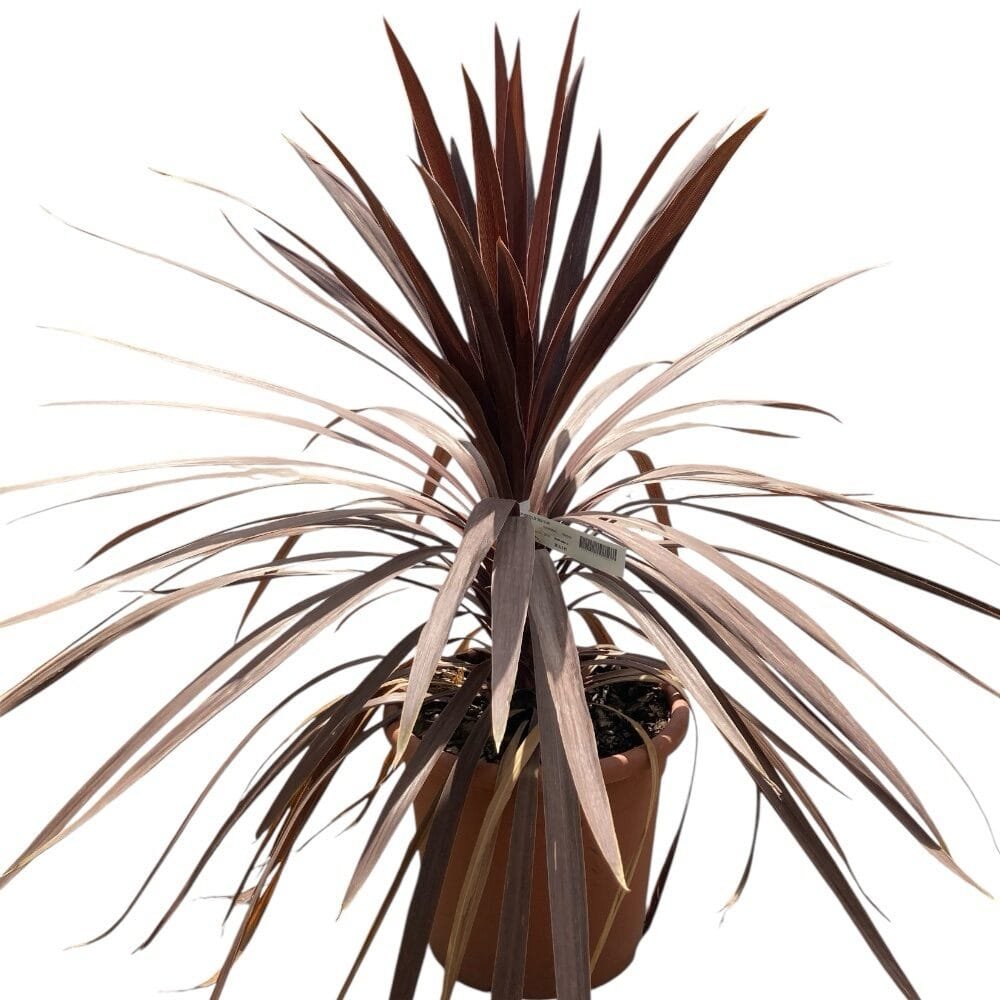 Kordilin (Cordyline australis 'Red Star')
