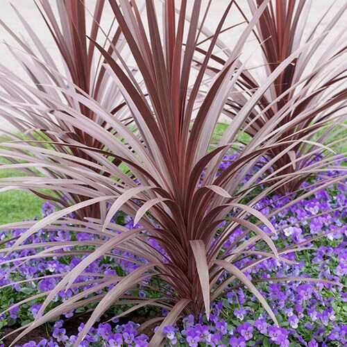 Kordilin (Cordyline australis 'Red Star')