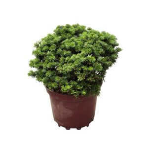 Koreai balzsamfenyő (Abies koreana 'Brillant')