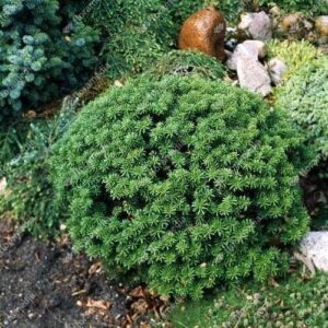Koreai balzsamfenyő (Abies koreana 'Brillant')