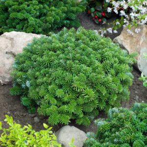 Koreai balzsamfenyő (Abies koreana 'Brillant')