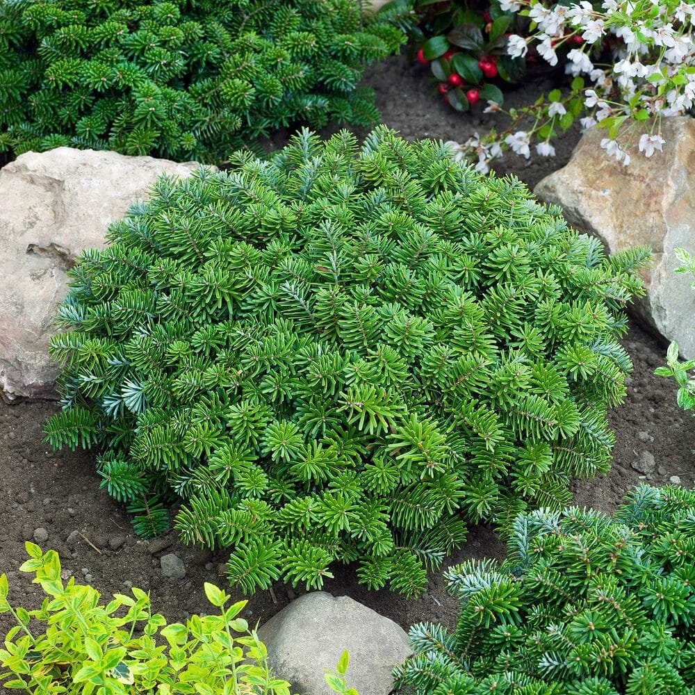 Koreai balzsamfenyő (Abies koreana 'Brillant')