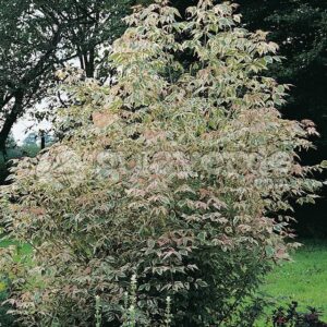 Kőrislevelű juhar (Acer negundo 'Flamingo')