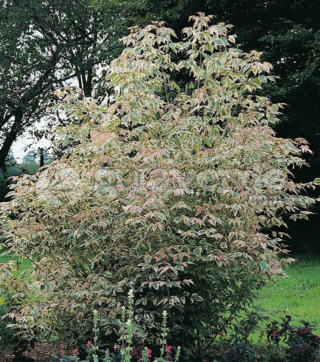 Kőrislevelű juhar (Acer negundo 'Flamingo')