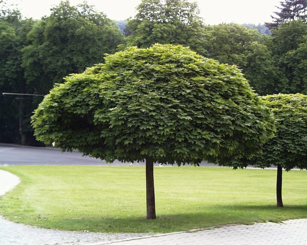 Koronás juhar (Acer platanoides 'Globosum')