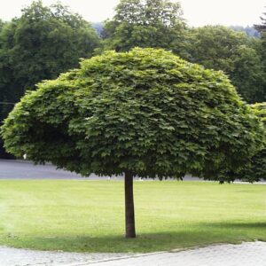 Koronás juhar (Acer platanoides 'Globosum')