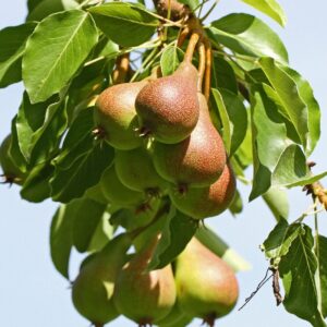 Körte (Pyrus communis 'Doyenne du Comice')