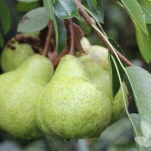 Körte (Pyrus communis 'Packhams Triumph')