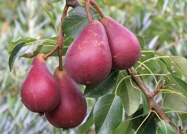 Körte (Pyrus communis 'Piros Clapp')