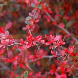 Középmagas borbolya (Berberis media 'Parkjuweel')