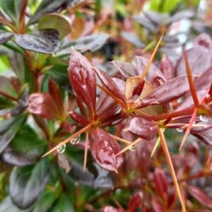 Középmagas borbolya (Berberis media 'Red Jewel')