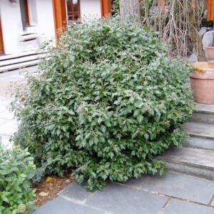 Közönséges borostyán (Hedera helix 'Arborescens')