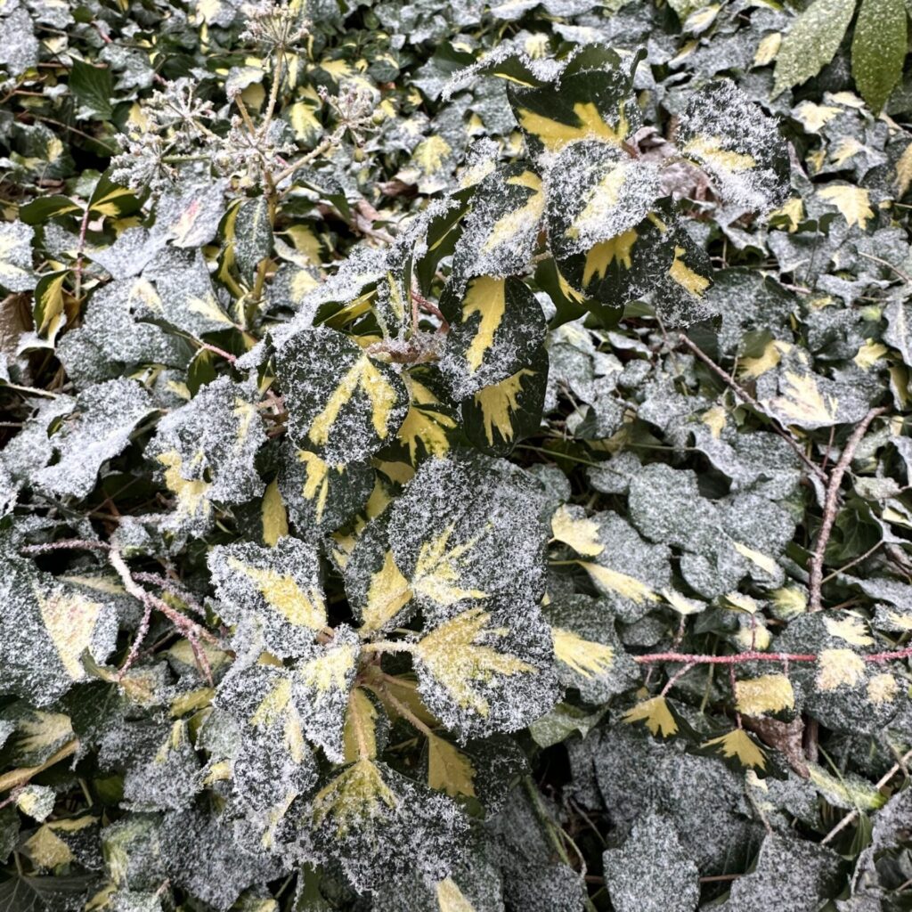 Közönséges borostyán (Hedera helix 'Goldheart')