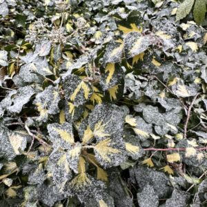Közönséges borostyán (Hedera helix 'Goldheart')
