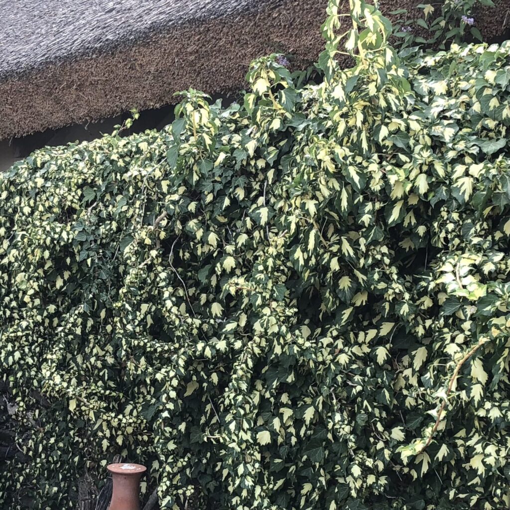 Közönséges borostyán (Hedera helix 'Goldheart')