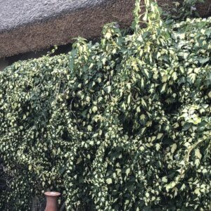 Közönséges borostyán (Hedera helix 'Goldheart')