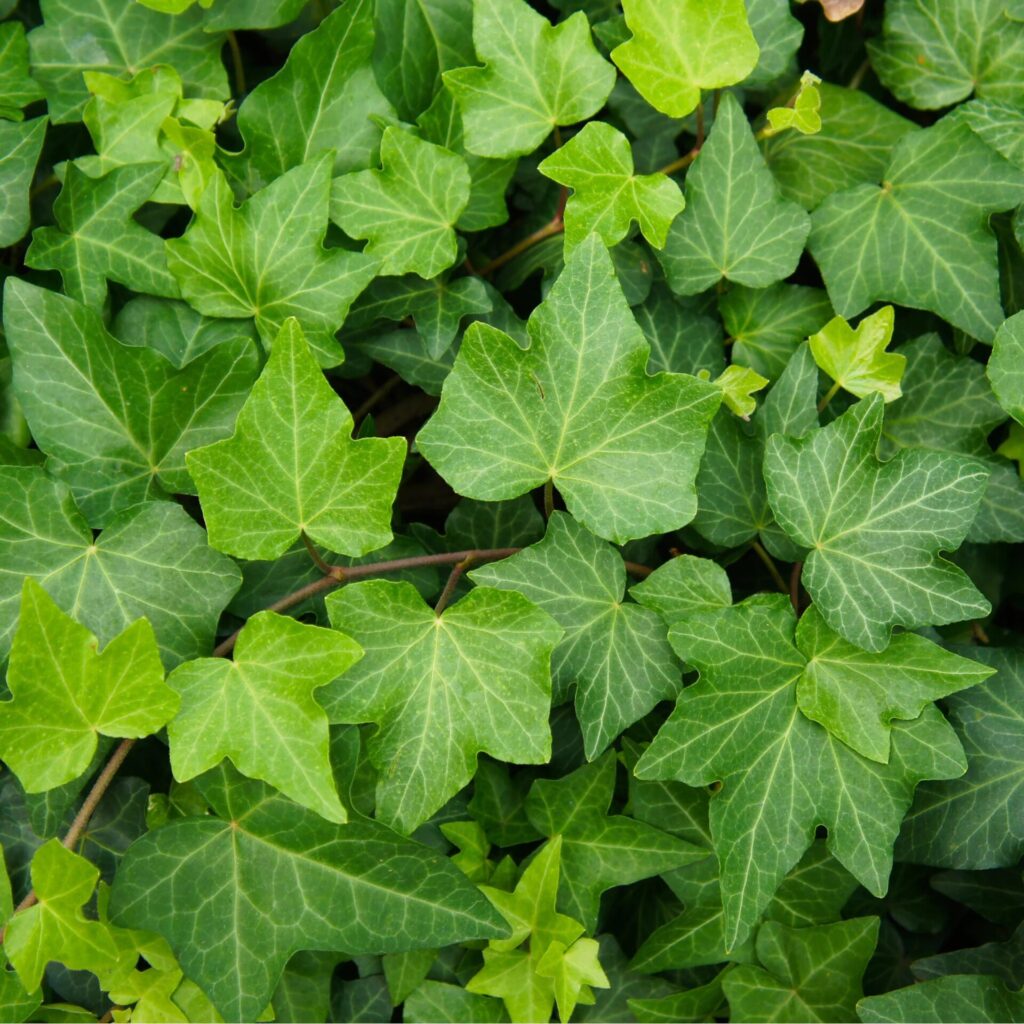 Közönséges borostyán (Hedera helix 'Green Ripple')