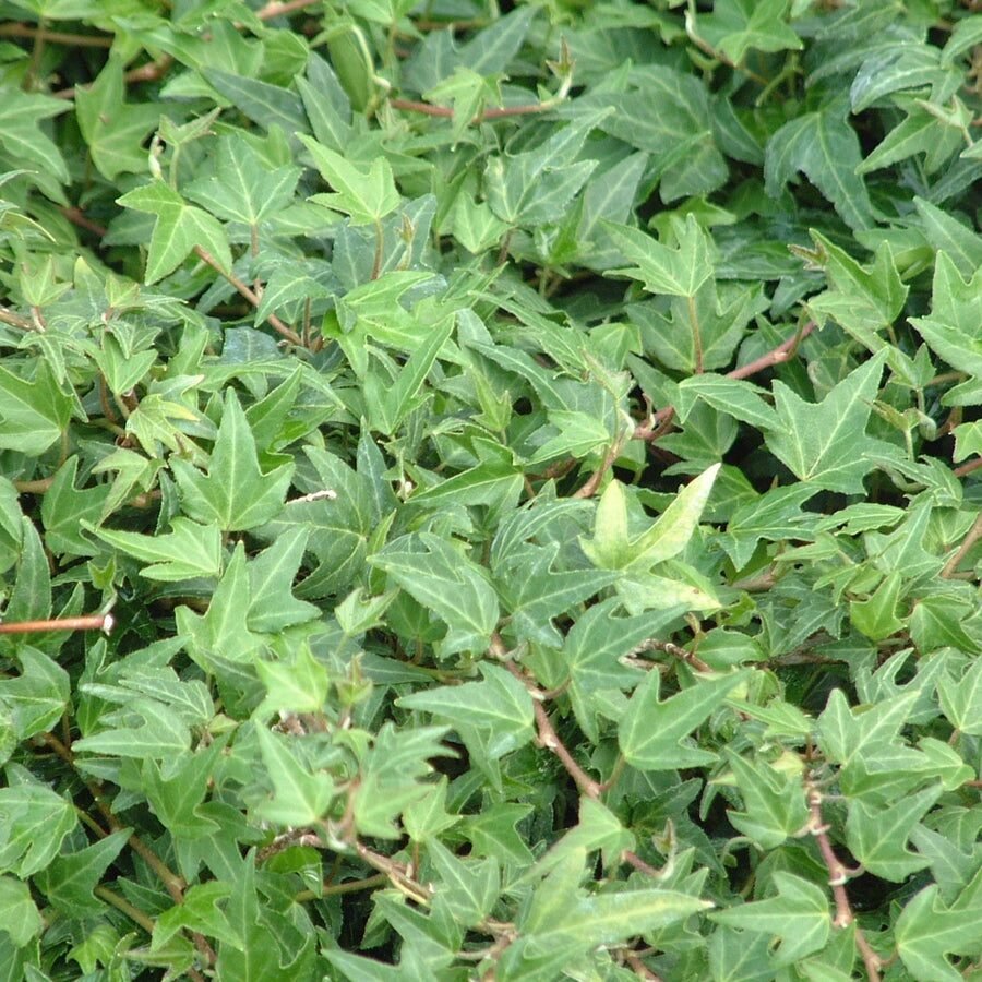 Közönséges borostyán (Hedera helix 'Miniature Needlepoint')