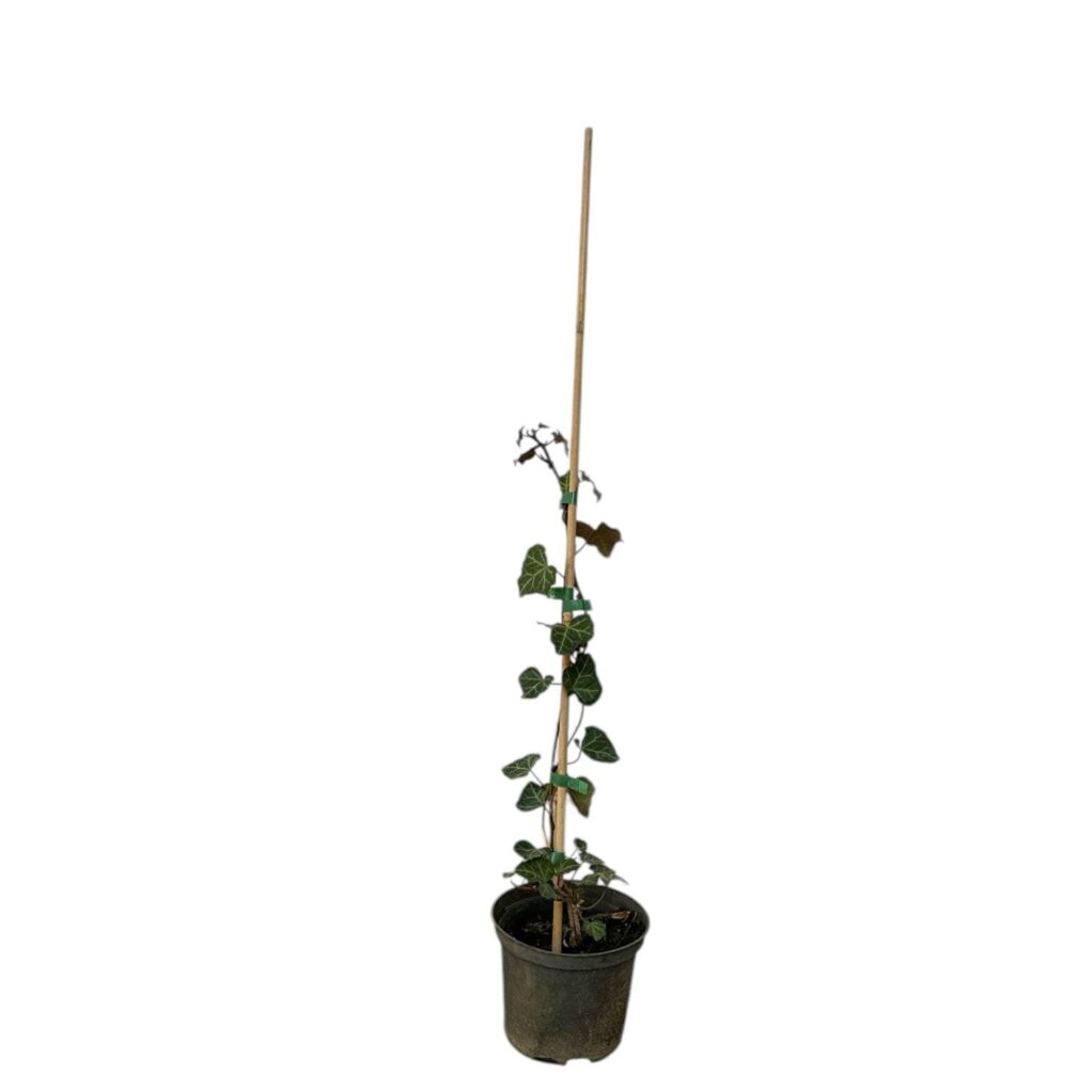 Közönséges borostyán (Hedera helix sp.)