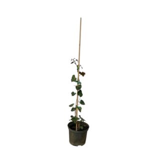 Közönséges borostyán (Hedera helix sp.)
