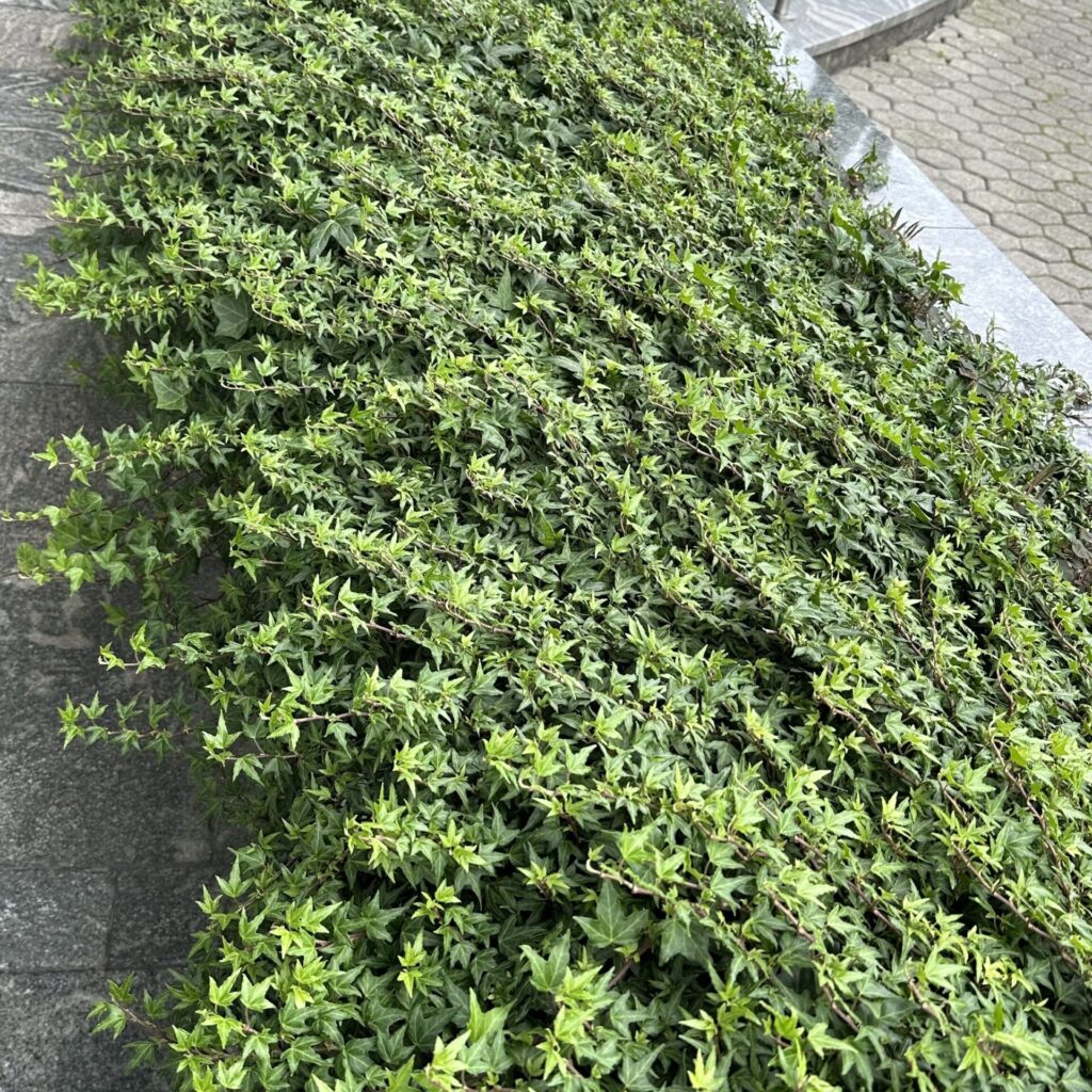 Közönséges borostyán (Hedera helix sp.)