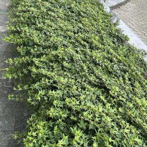 Közönséges borostyán (Hedera helix sp.)