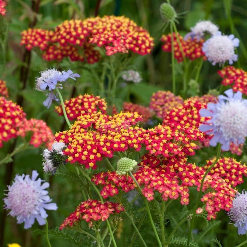 Közönséges cickafark (Achillea millefolium 'Red Velvet')