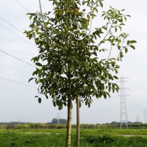 Közönséges dió (Juglans regia 'Franquette')