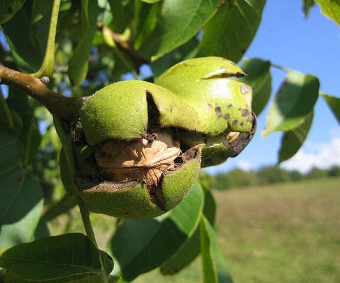 Közönséges dió (Juglans regia)