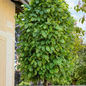 Közönséges gyertyán (Carpinus betulus)