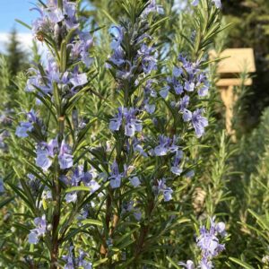 Közönséges rozmaring (Rosmarinus officinalis)