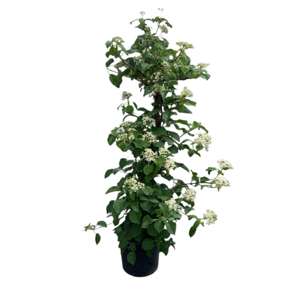 Kúszó hortenzia (Hydrangea anomala 'Petiolaris')