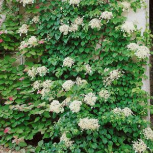 Kúszó hortenzia (Hydrangea anomala 'Petiolaris')