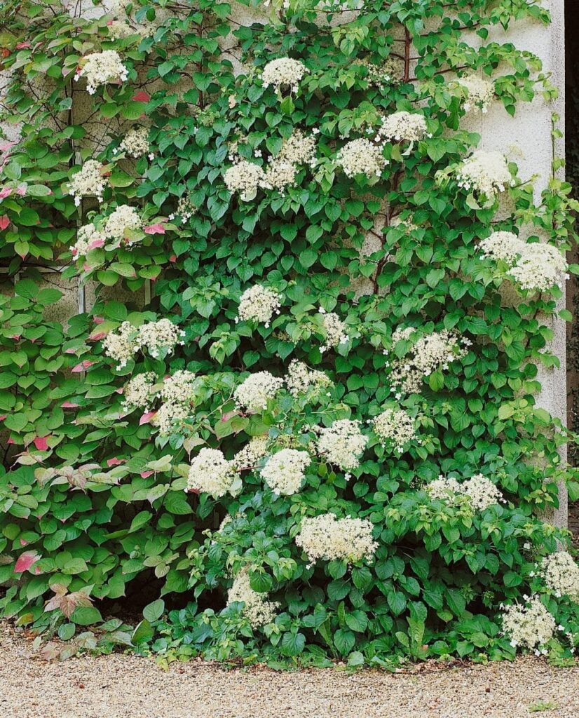 Kúszó hortenzia (Hydrangea anomala 'Petiolaris')