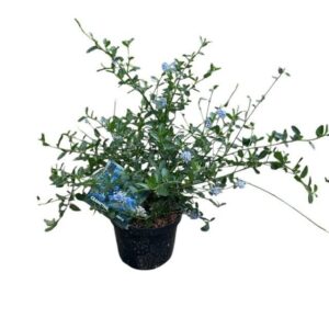 Kúszó kaliforniai orgonabokor (Ceanothus thyrsiflorus repens)