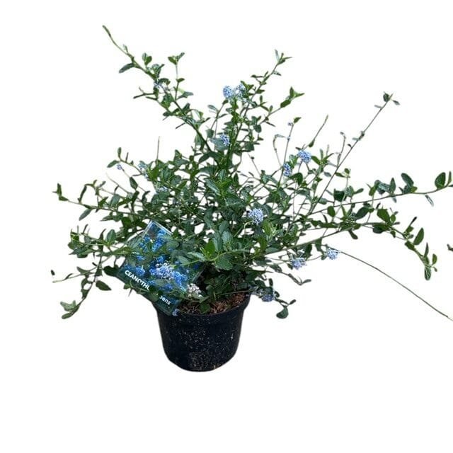Kúszó kaliforniai orgonabokor (Ceanothus thyrsiflorus repens)