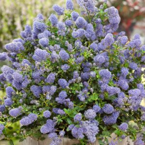 Kúszó kaliforniai orgonabokor (Ceanothus thyrsiflorus repens)