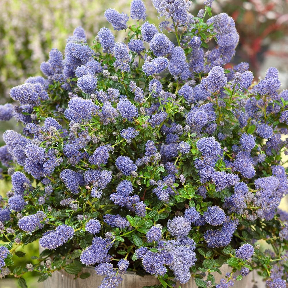 Kúszó kaliforniai orgonabokor (Ceanothus thyrsiflorus repens)