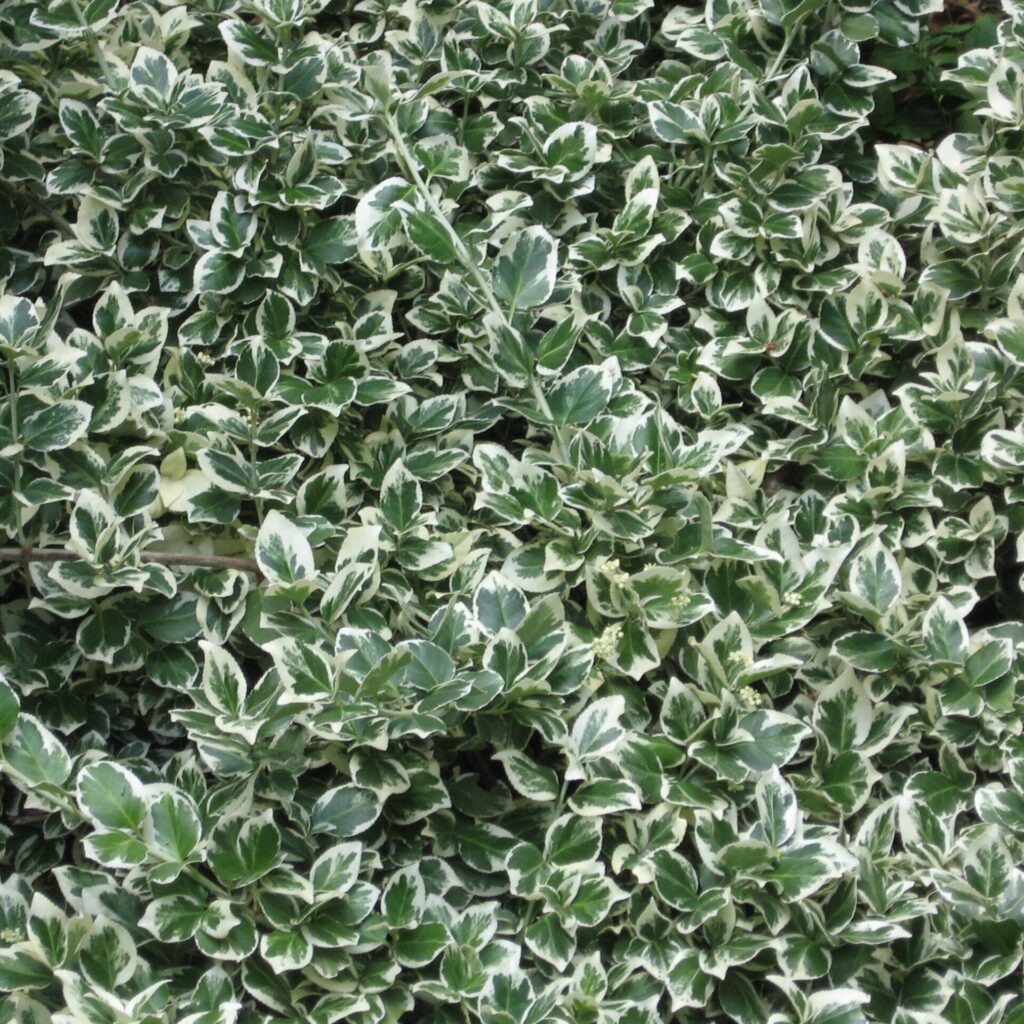 Kúszó kecskerágó (Euonymus fortunei 'Emerald Gaiety')
