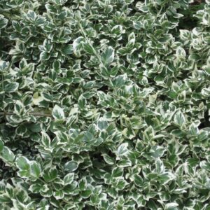 Kúszó kecskerágó (Euonymus fortunei 'Emerald Gaiety')