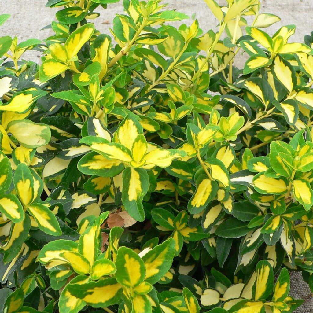 Kúszó kecskerágó (Euonymus fortunei 'Sunspot')