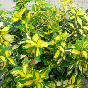 Kúszó kecskerágó (Euonymus fortunei 'Sunspot')