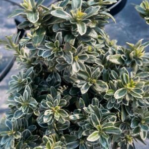 Kúszó kecskerágó (Euonymus pulchellus 'Argenteovariegatus')