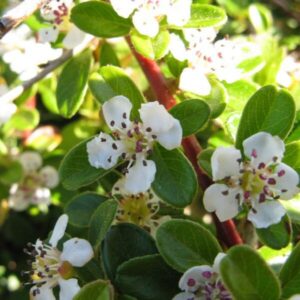 Kúszó madárbirs (Cotoneaster dammeri 'Coral Beauty')