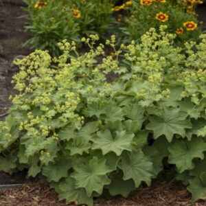 Lágyszőrű palástfű (Alchemilla mollis)