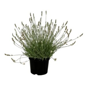 Levendula (Lavandula × intermedia 'Edelweiss')